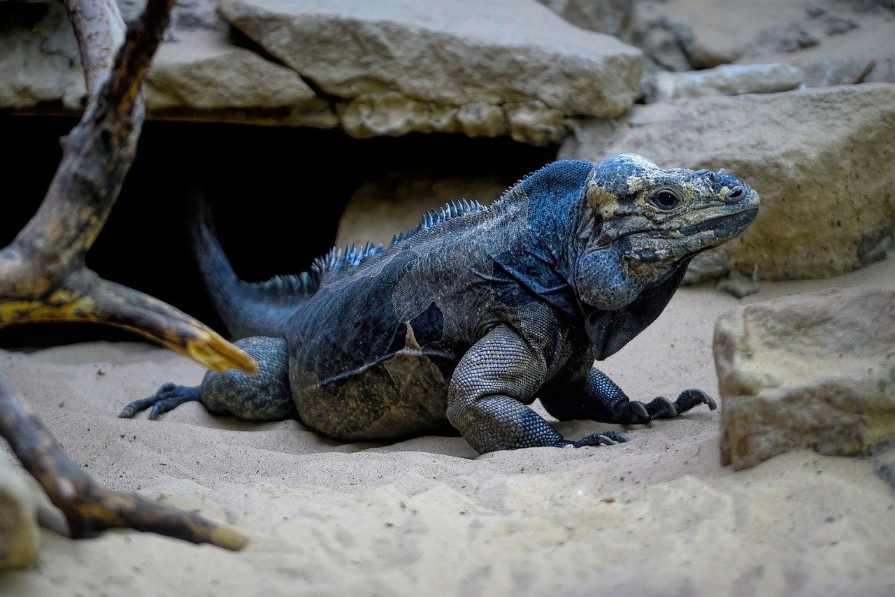 Last of Their Kind - The World's Most Endangered Species